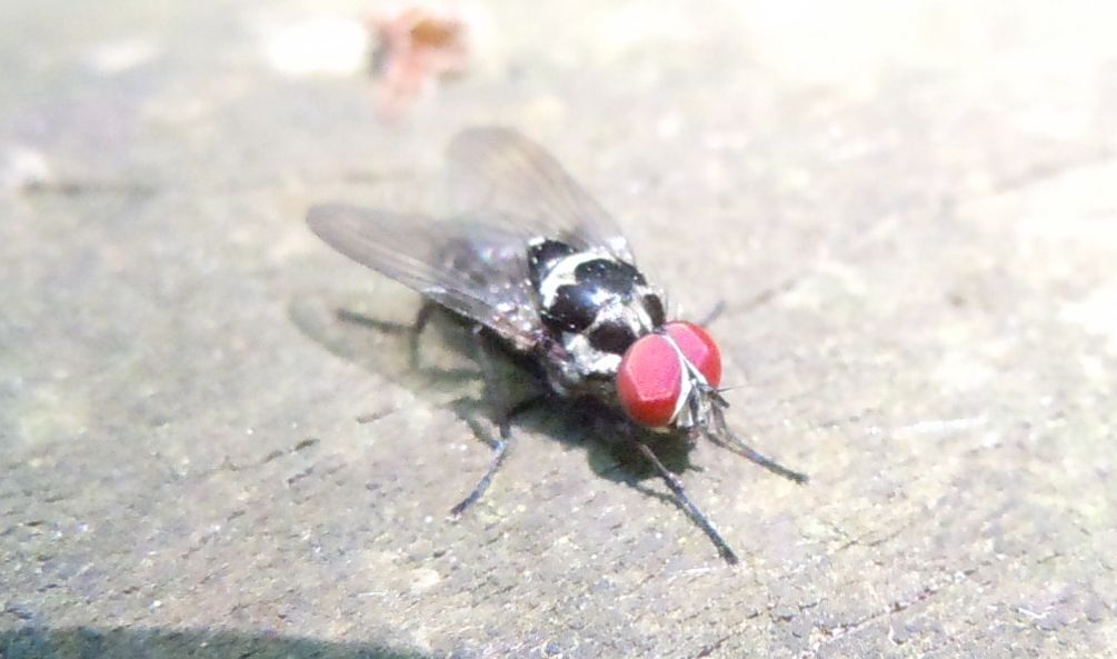 Anthomyia?